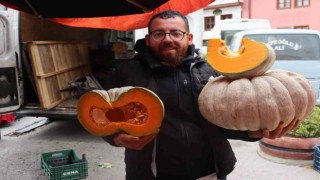 Semt pazarlarının gözdesi kış kabağının tarladan tezgaha yolculuğu başladı