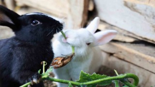 Sevimlilikleriyle göz kamaştıran tavşanların ot ziyafeti