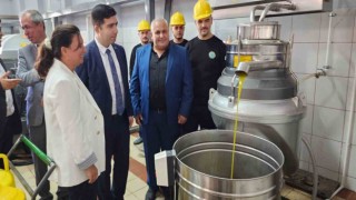 Sezonun ilk zeytinleri işlenmeye başlandı