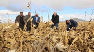 Şiddetli rüzgar hasat edilmeyi bekleyen mısırlara zarar verdi