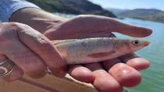 Siirtin Şirvan Barajında balık türleri incelendi