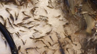 Siirtte 5 yılda 8 milyon sazan yavrusu baraj ve göletlere bırakıldı