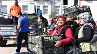 Silifkeli üreticilere lavanta fidesi dağıtıldı