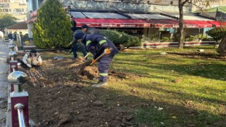 Sincanda lale soğanı toprakla buluştu