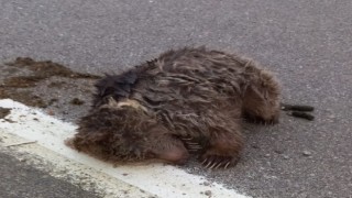 Sinopta aracın çarptığı yavru ayı ölü taklidi yaparak ormana kaçtı