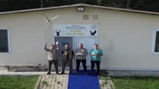 Sinopta tedavisi tamamlanan 4 baykuş doğaya salındı