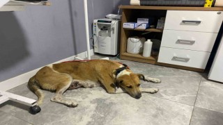 Sokak köpeğinin memesinde oluşan tümör ameliyatla alındı