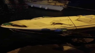 Su samurlarının balık keyfi