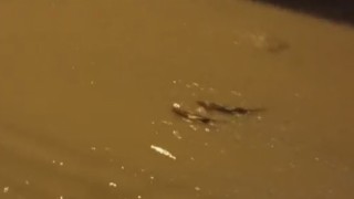 Su samuru derede görüntülendi