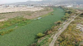 Asi nehrindeki su sümbülleri artıyor "Balıklar için iyi değil"