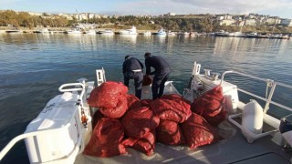 Tekirdağda 1,5 ton karakıllı midye ele geçirildi