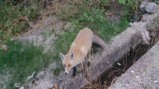 Tilki ilçeyi mesken tuttu