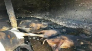 Trabzonda çıkan yangında 12 hayvan telef oldu
