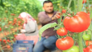 Türkiyenin üretim merkezi Mersinde örtü altı domateste hasat başladı