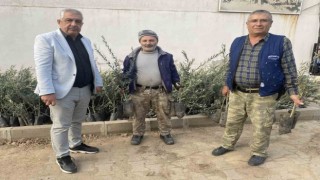 Üzümün başkentinde zeytin alanları artıyor