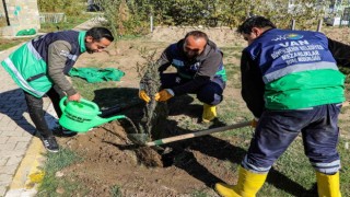 Vandaki 13 mezarlık alanına 3 bin 400 ağacın dikimine başlandı