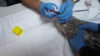 Vücuduna olta iğnesi batan martı, tedavisinin ardından doğaya salındı