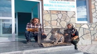 Yaralı vaşak tedavi altına alındı