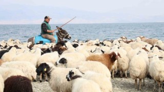 Yaylacıların sahil kenarındaki molası belgeselleri aratmadı