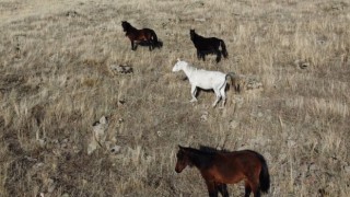Yılkı atları dron ile doğal ortamlarında gözlendi