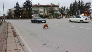 Yol ortasında bekleyen köpek sürücülere zor anlar yaşattı