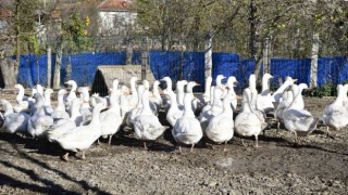Yöresel tat ‘tirit için kaz yetiştiriyorlar
