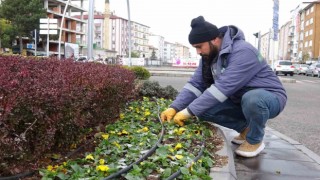 Yozgat Belediyesi 20 bin menekşeyi toprakla buluşturdu