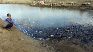 Yozgatta sulama barajında toplu balık ölümleri yaşandı