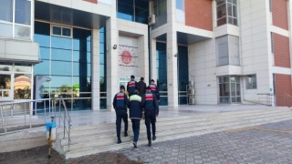 Zeytin hırsızları Jandarma dedektiflerinin ağında yakalandı