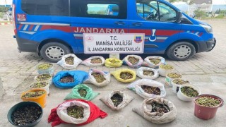 Zeytin hırsızları jandarmadan kaçamadı