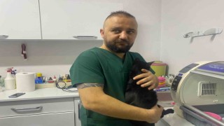Zonguldakta 6. kattan düşen kedinin kaval kemiği kırıldı