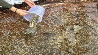 Abant Gölü Milli Parkına 3 bin 500 yavru balık bırakıldı