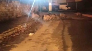 Aç kalan domuzlar, soluğu Orman İşletme Müdürlüğü yerleşkesinde aldı