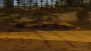 Aç kalan tilki site bahçesinde gezdi