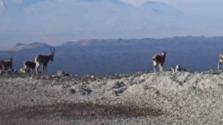 Ağrıda ‘Dağ Keçileri sürü halinde görüntülendi