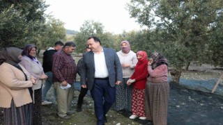 Akhisarda zeytin hasadı devam ediyor