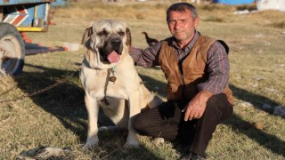 Aksaray malaklısı 3 bin 500 yıl öncenin savaş köpeği
