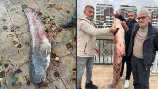 Amasya Yeşilırmak Nehrinde 1,5 metrelik yayın balığı yakalandı