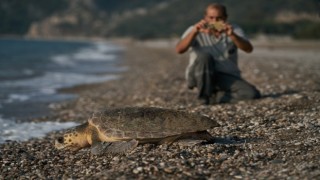Antalyada 2023 yılında 144 bin 334 yavru caretta caretta denizle buluştu