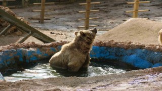 Antalyada kış uykusa yatamayan ayılar havuz keyfine ara vermedi