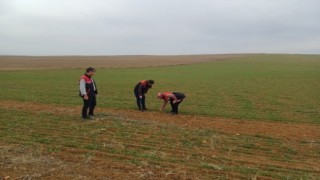Arazi denetimleri ve çiftçi bilgilendirme toplantıları yapıldı