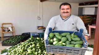 Avokado üreticileri hasat yaptı