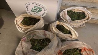 Aydında 130 kilogram salep soğanı ele geçirildi