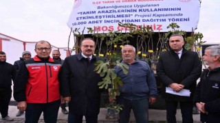 Aydında üreticilere 10 bin adet sarı lop incir fidanı dağıtıldı