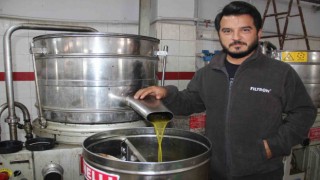 Aydında zeytin üreticisine Akdeniz meyve sineği telaşı sardı