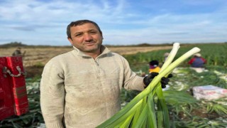 Bafra Ovasında pırasa hasadı