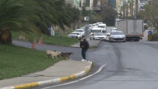 Bağcılarda başıboş gezen köpekler 1 kişiyi ısırdı, 3 kişi ise son anda kurtuldu