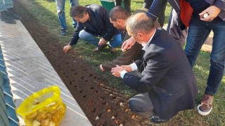 Baharı müjdeleyecek olan laleler Beyoğlunda toprağa dikildi