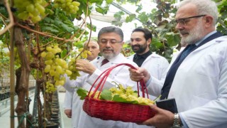 Bakan Yumaklı: “Yılda iki kez üzüm hasadı yapılabilecek araştırmada sona gelindi”