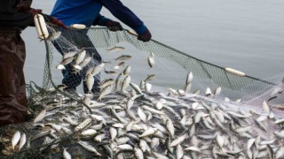 Balık ihracatı 1 milyar doları aştı